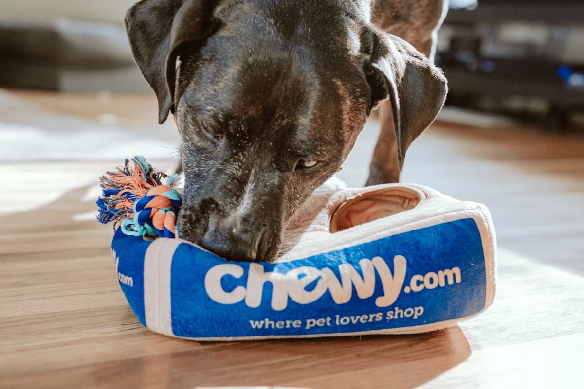 Heyvanlar üçün otellər və pansionatlar